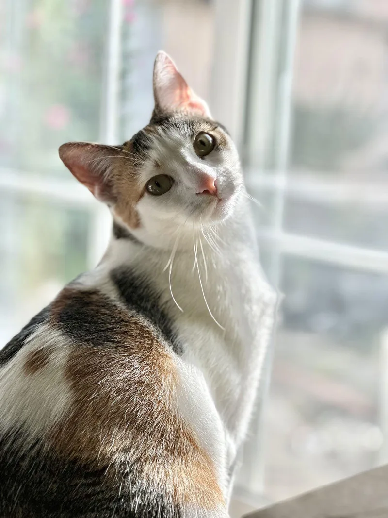 Lucy thumbnail 3