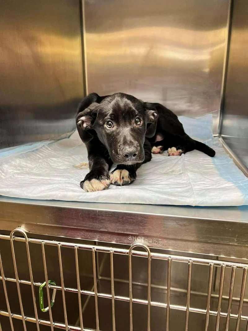 A baby large-sized male Black Labrador Retriever dog named Joey for adoption in Bostic, NC