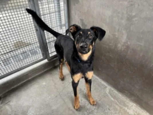 A young large-sized male Doberman Pinscher dog named Rocket for adoption in Van Nuys, CA