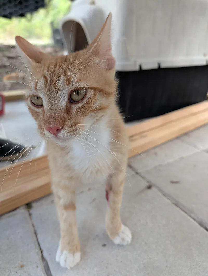 A young large-sized male Orange / Red Domestic Short Hair cat named Milo for adoption in Fischer, TX