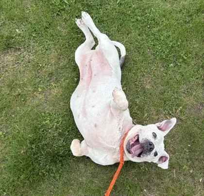 Roxie thumbnail 3