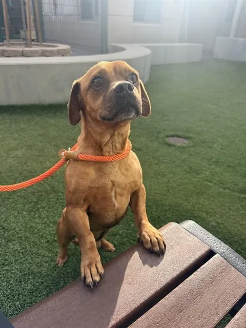 An adult medium-sized male Dachshund dog named Banh Mi for adoption in San Jose, CA