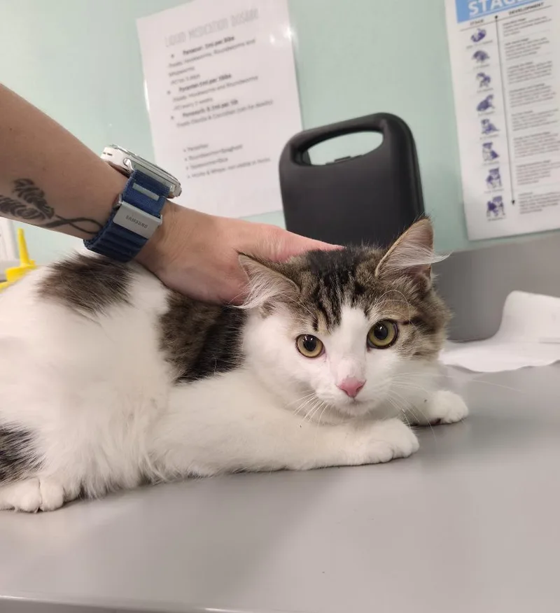 A baby medium-sized female Domestic Medium Hair cat named Rem for adoption in Athens, TN