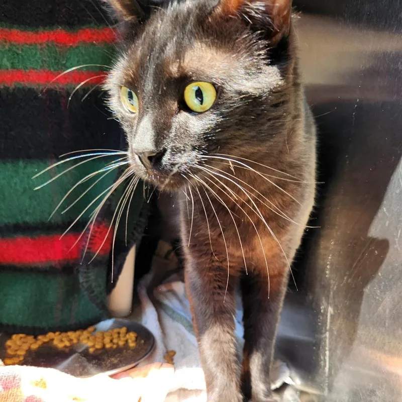 A young large-sized male Black Domestic Short Hair cat named Salem for adoption in Grand Rapids, MI