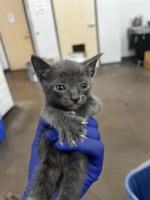 A baby medium-sized male Domestic Medium Hair cat named Reese for adoption in Dallas, TX