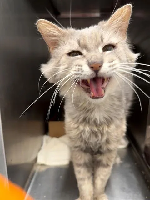 An adult medium-sized male Domestic Long Hair cat named Pinky for adoption in Baytown, TX