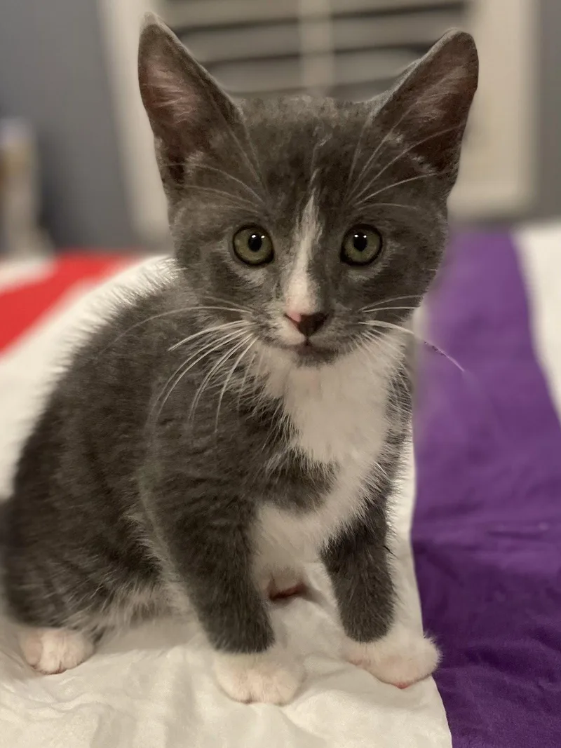 A baby medium-sized male Black & White / Tuxedo Domestic Short Hair cat named Jake for adoption in Social Circle, GA