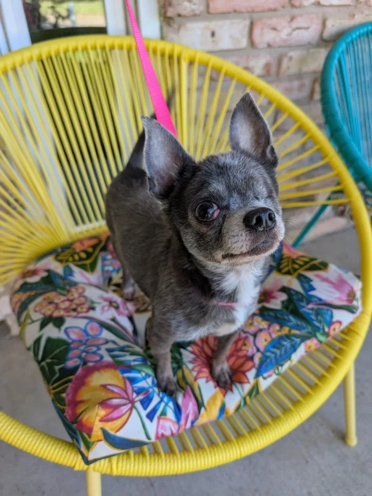 A senior small-sized male Chihuahua dog named Buster for adoption in Bryan, TX