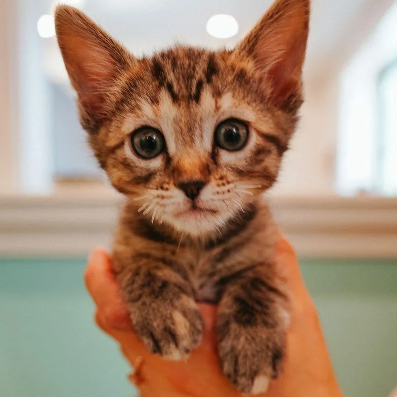 A baby medium-sized female Domestic Medium Hair cat named Pincher for adoption in Jackson, WY