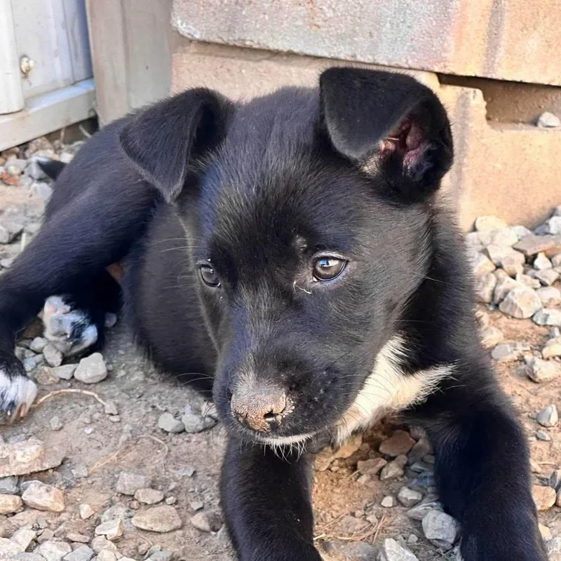 A baby large-sized female Mixed Breed dog named Mayo for adoption in Frankfort, IN