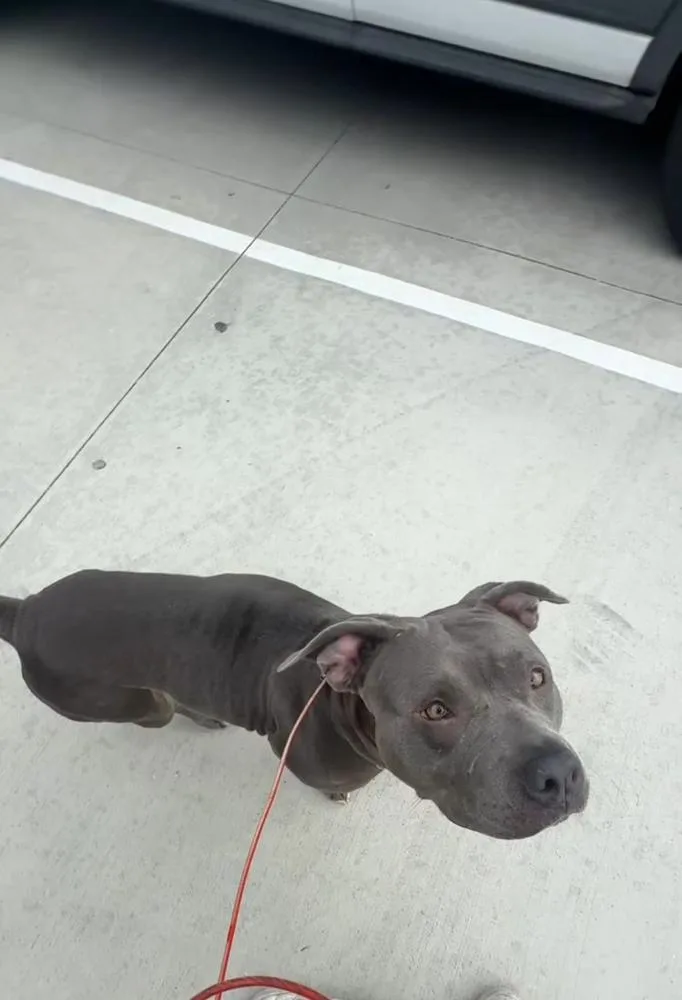 A young medium-sized female Gray / Blue / Silver American Staffordshire Terrier dog named Luna for adoption in Pasadena, CA