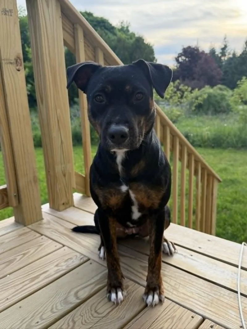 An adult medium-sized female Australian Cattle Dog / Blue Heeler dog named Calypso  NH for adoption in Warren, ME