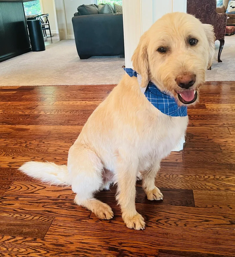 A young large-sized male Standard Poodle dog named Manilow for adoption in Germantown, OH