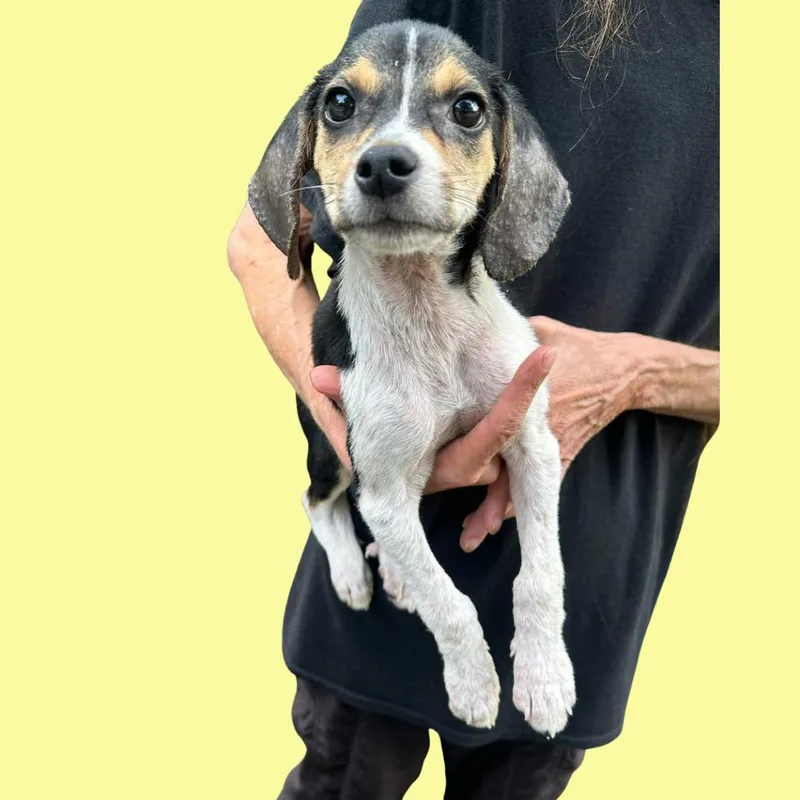 A baby medium-sized male White / Cream Mixed Breed dog named Leonard for adoption in Fairfax Station, VA