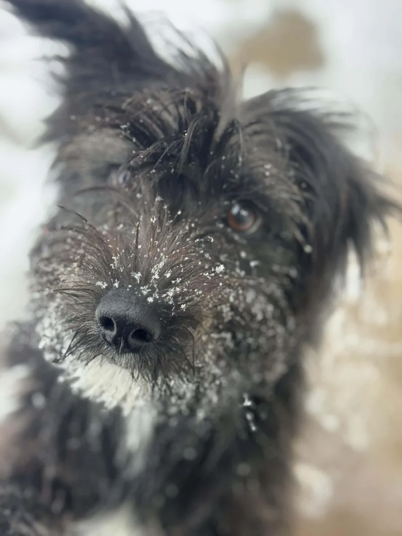 A young small-sized female Black Schnauzer dog named Cookie for adoption in Wheelersburg, OH