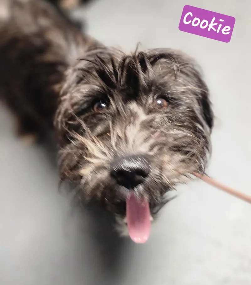 Cookie thumbnail 2