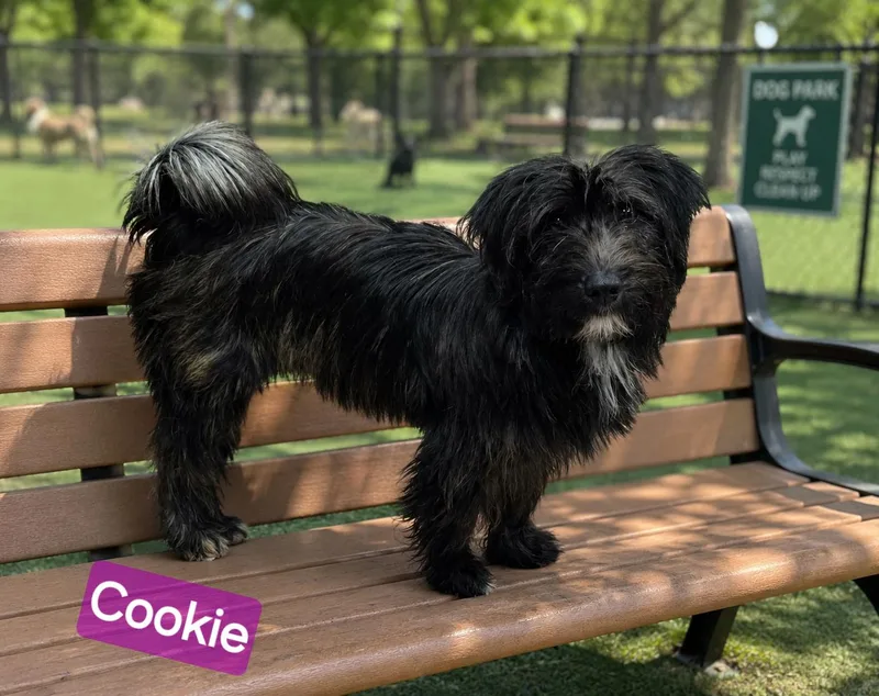 Cookie thumbnail 4