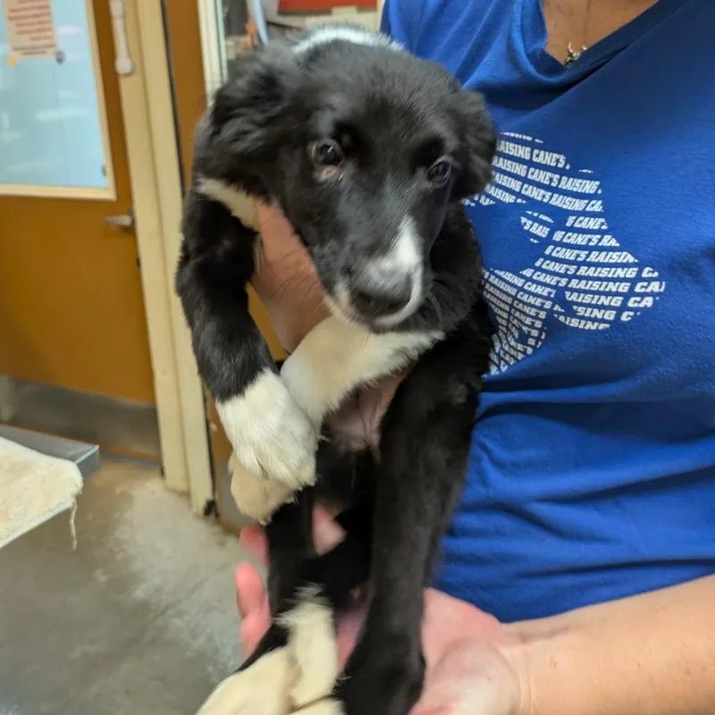A young small-sized female Border Collie dog named Anastasia for adoption in Fulton, TX