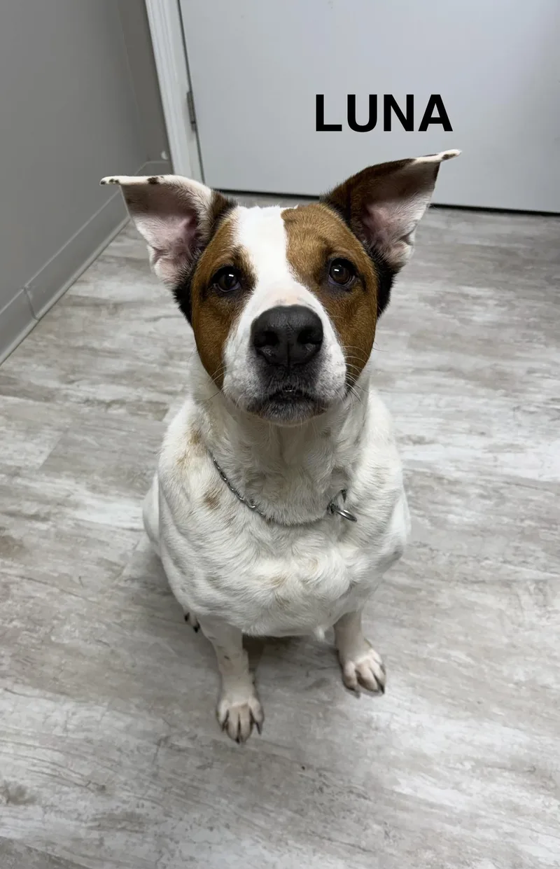 A senior large-sized female White / Cream German Shorthaired Pointer dog named Luna for adoption in Urbana, OH