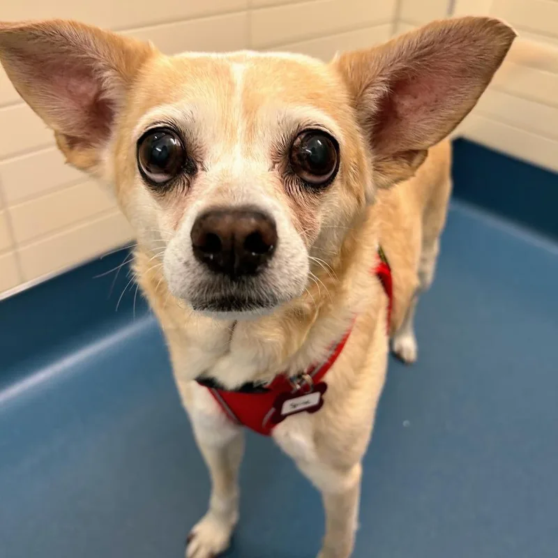 A senior small-sized female Yellow / Tan / Blond / Fawn Chihuahua dog named Sprite for adoption in San Francisco, CA