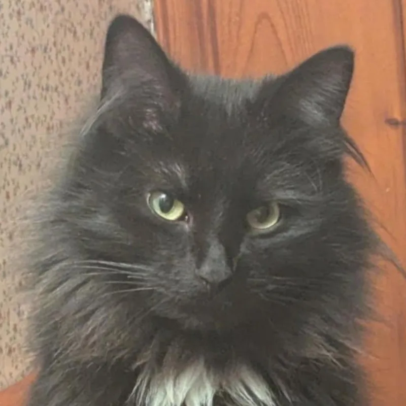 An adult medium-sized male Black & White / Tuxedo Domestic Long Hair cat named Coney for adoption in Indiana, PA