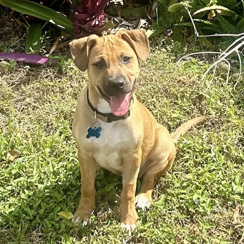 Caico Bama thumbnail 2