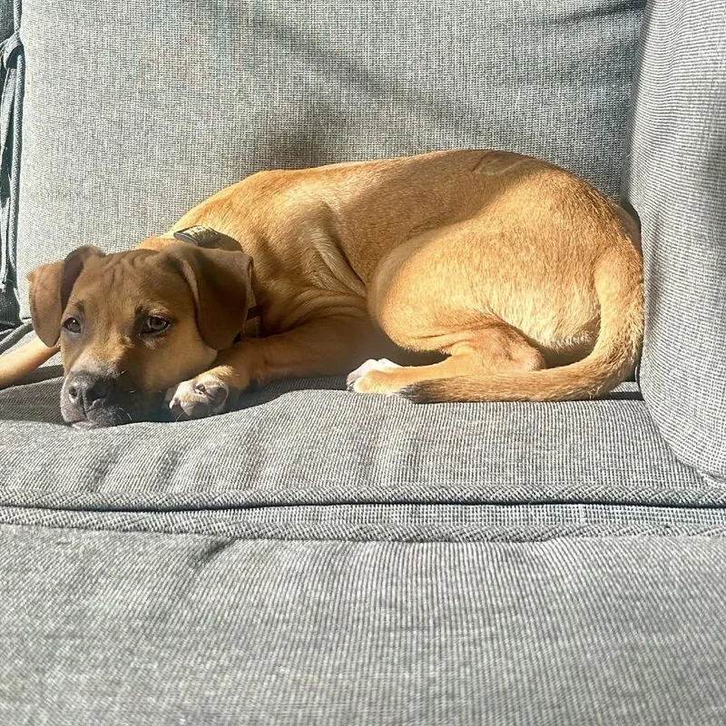 Caico Bama thumbnail 3