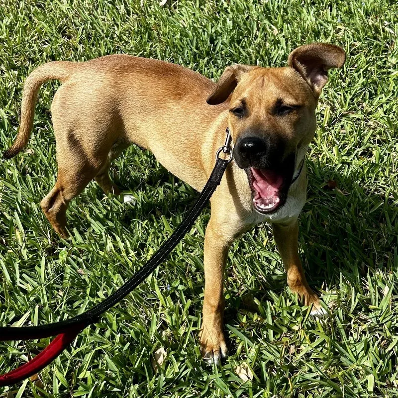 Caico Bama thumbnail 4