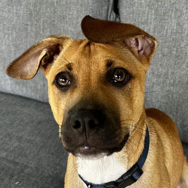 Caico Bama thumbnail 5