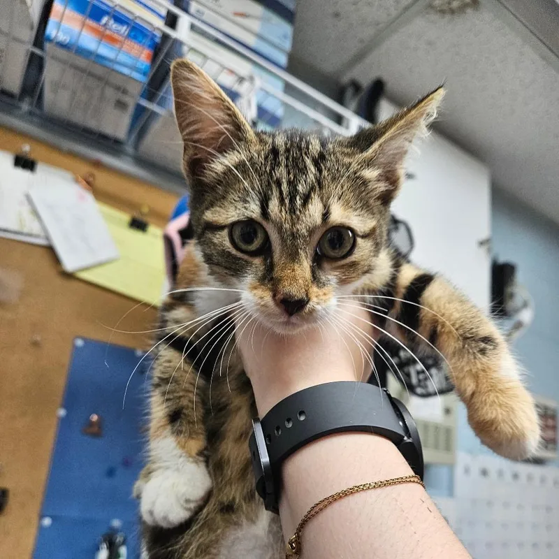 A baby small-sized female Torbie Domestic Short Hair cat named Mango for adoption in Ridgely, MD