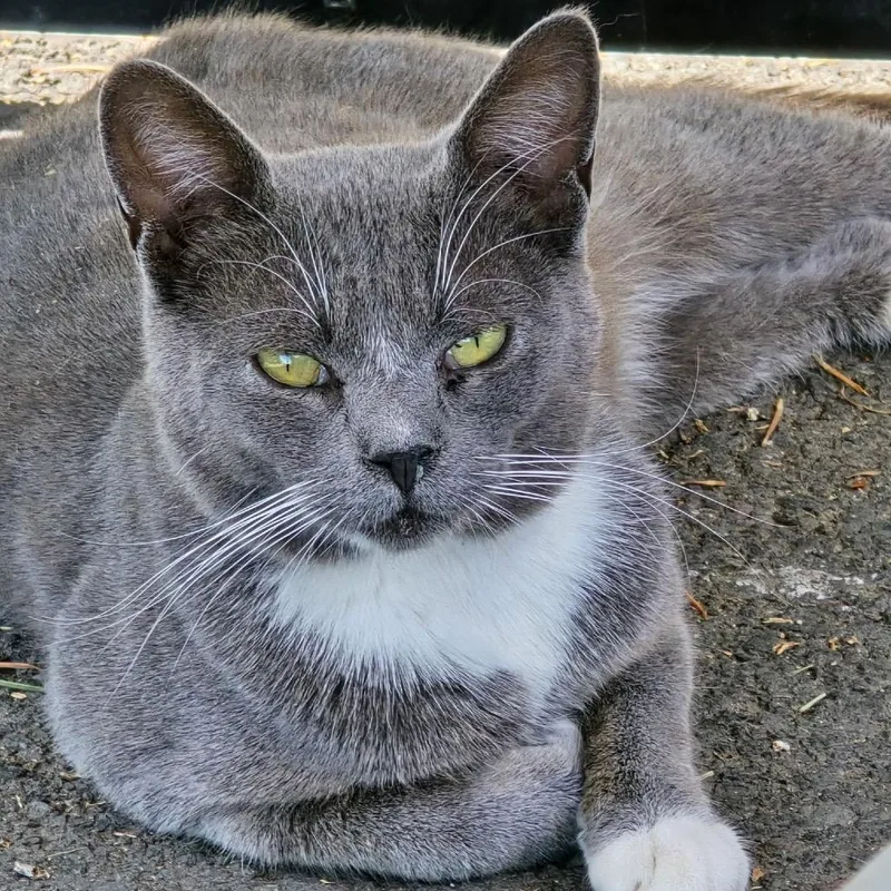 A young small-sized male Gray / Blue / Silver Domestic Short Hair cat named Trix for adoption in Klamath Falls, OR