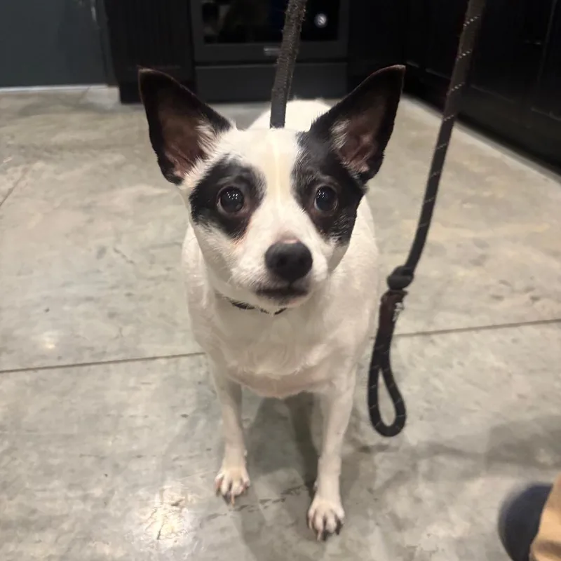 An adult medium-sized female White / Cream Parson Russell Terrier dog named Goggles for adoption in Chicago, IL
