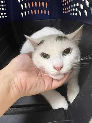 An adult large-sized male Domestic Short Hair cat named Yahtzee for adoption in Charleston, SC