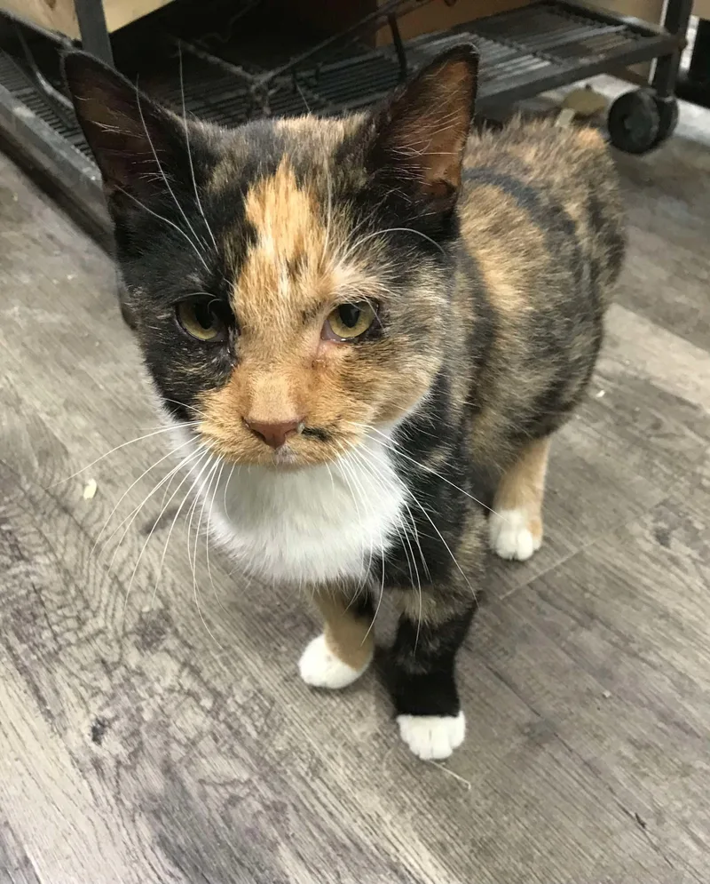 Mrs. Pickles thumbnail 2