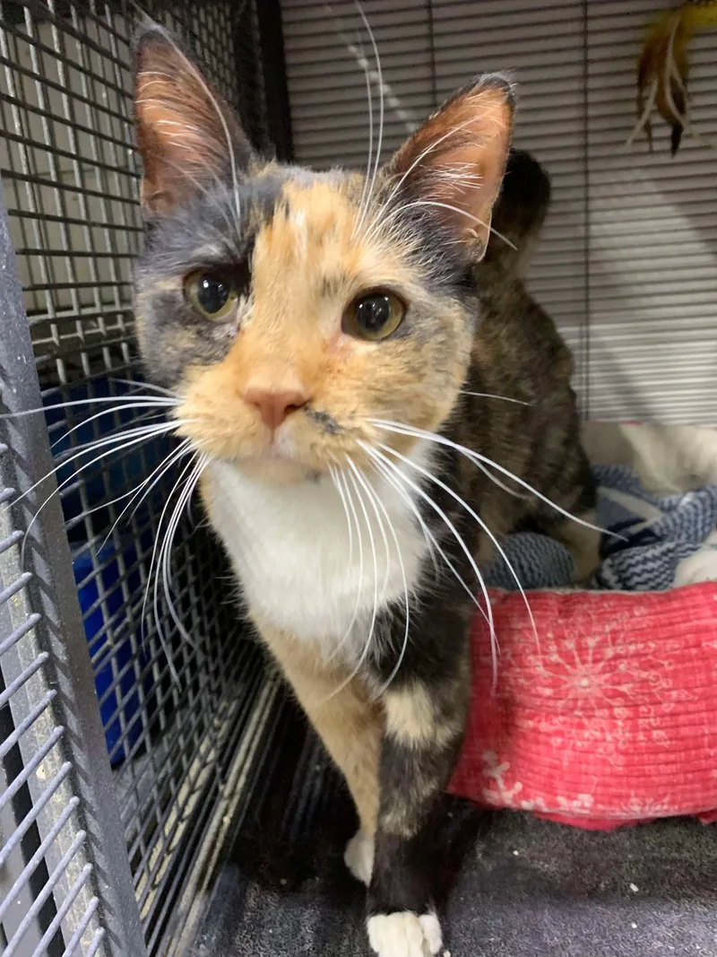 Mrs. Pickles thumbnail 3