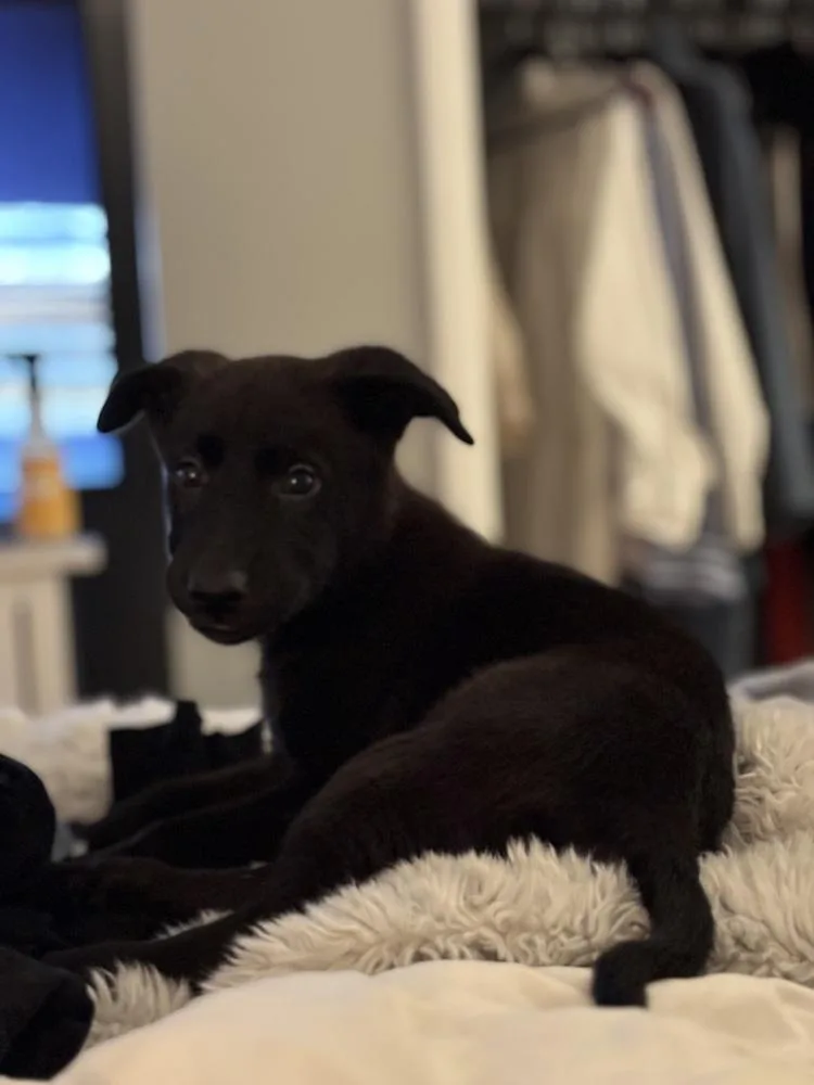 Charlie thumbnail 2