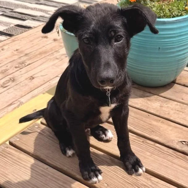 A baby small-sized male Black Mixed Breed dog named Yoplait for adoption in Buffalo, MN