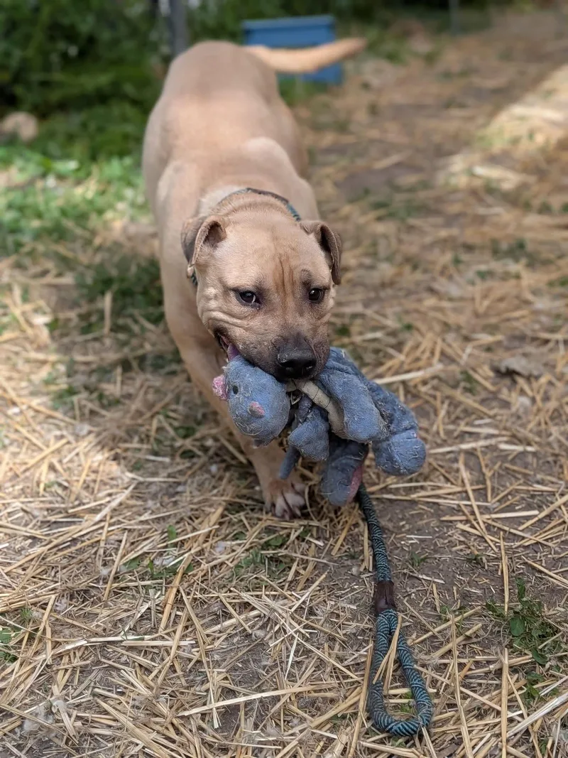 An adult medium-sized male Yellow / Tan / Blond / Fawn Pit Bull Terrier dog named Camper for adoption in Chicago, IL
