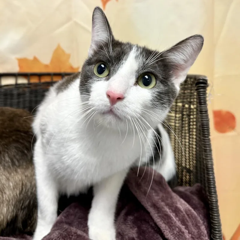 A young large-sized male White Domestic Short Hair cat named Peppermint Fizz for adoption in Henderson, NV