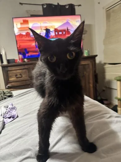 A young medium-sized female Domestic Long Hair cat named Buttons for adoption in Liverpool, TX