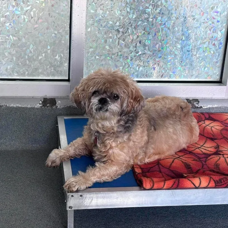 A senior medium-sized female Yellow / Tan / Blond / Fawn Lhasa Apso dog named Chloe for adoption in Fredericksburg, VA