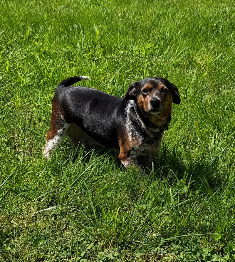 Bessie