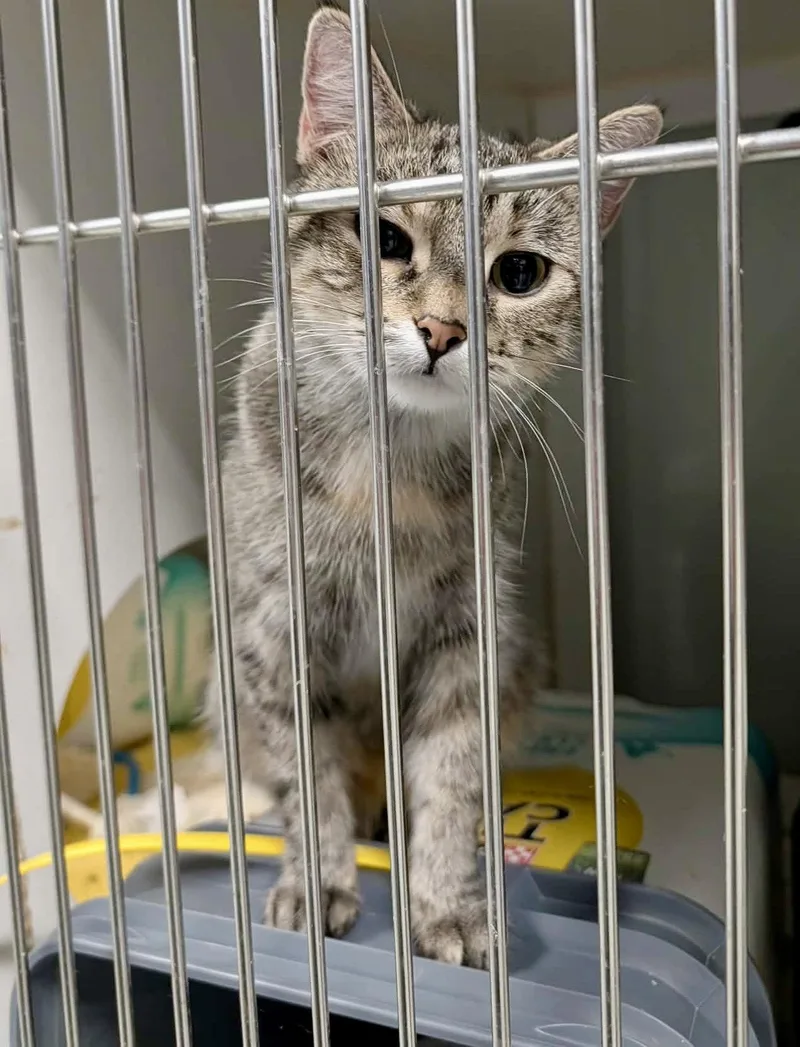 A young medium-sized female Domestic Short Hair cat named Paige for adoption in Detroit Lakes, MN
