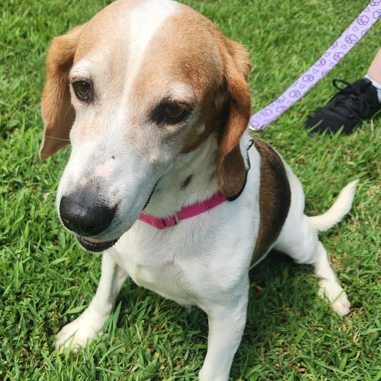 A senior medium-sized female Beagle dog named Lil' Girl for adoption in Chesapeake, VA