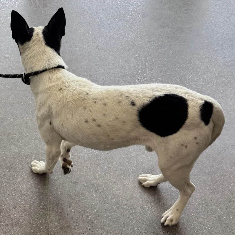 An adult medium-sized male White / Cream Mixed Breed dog named Frank for adoption in Las Cruces, NM