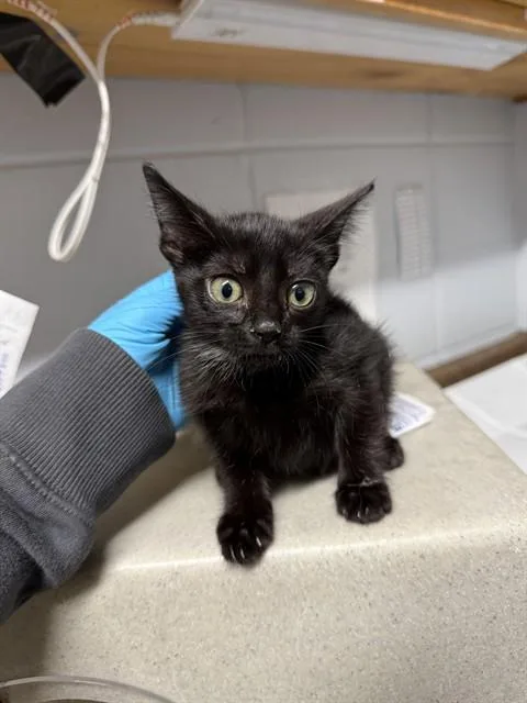 A baby small-sized female Domestic Short Hair cat named Nina for adoption in Tallahassee, FL