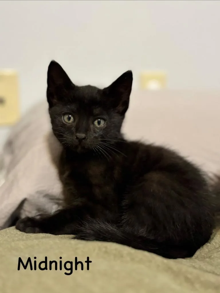 A baby small-sized female Domestic Short Hair cat named Midnite for adoption in New Orleans, LA