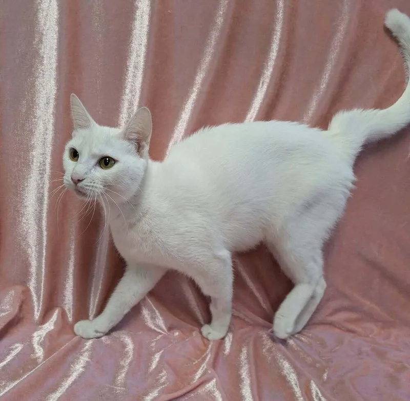 An adult small-sized female White Domestic Short Hair cat named Rosalind for adoption in Raleigh, NC