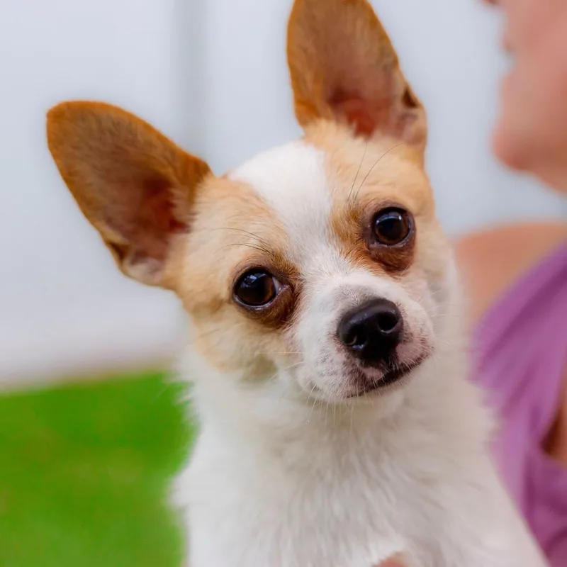 An adult medium-sized male White / Cream Chihuahua dog named Hades for adoption in Cranston, RI