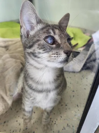 A young medium-sized female Domestic Short Hair cat named Disgust for adoption in Columbus, IN